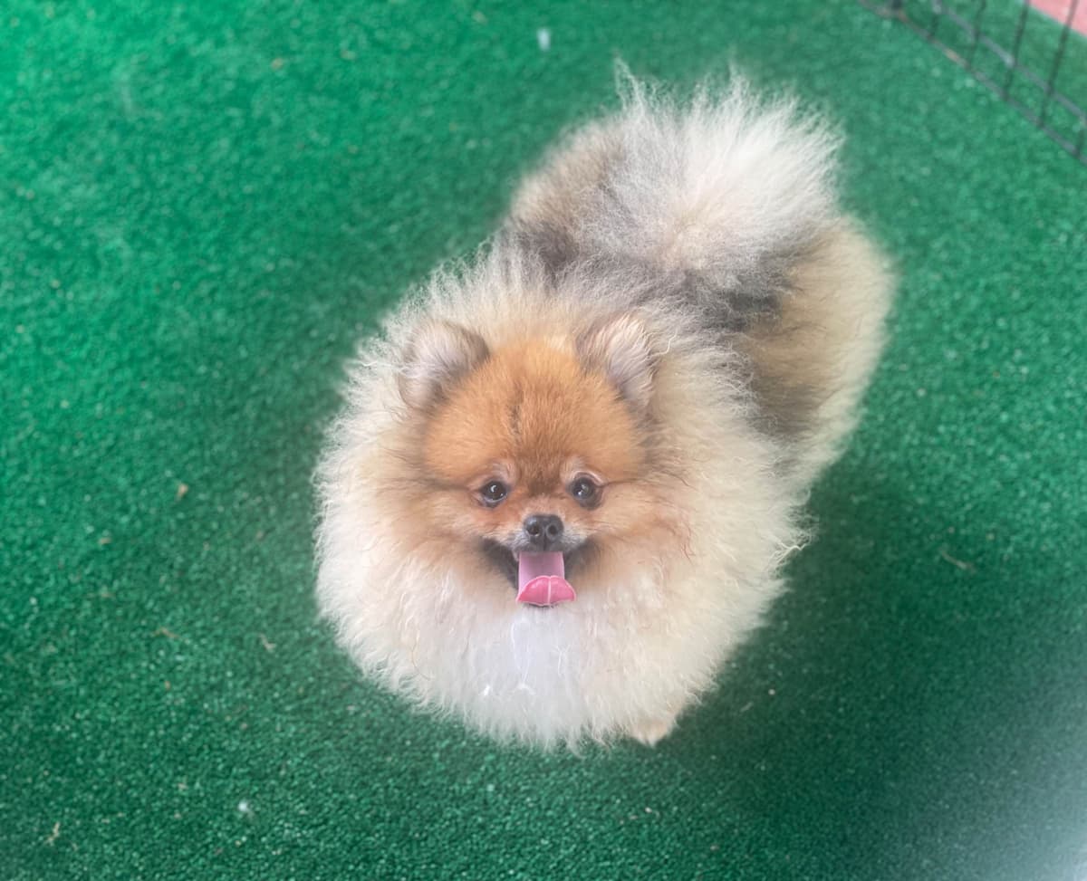 Pomeranian Puppies breeder image 1