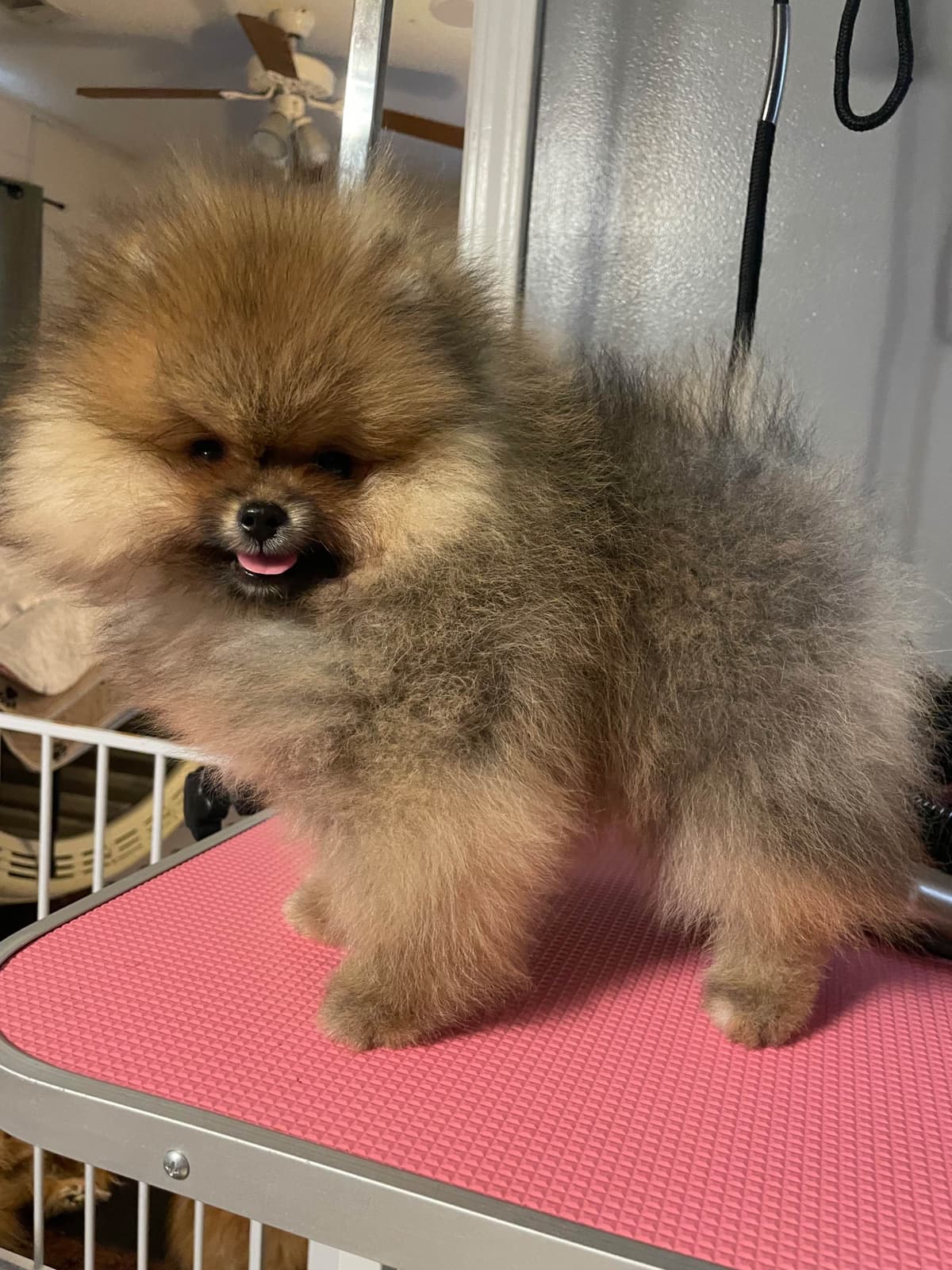 Pomeranian Puppies breeder image 2