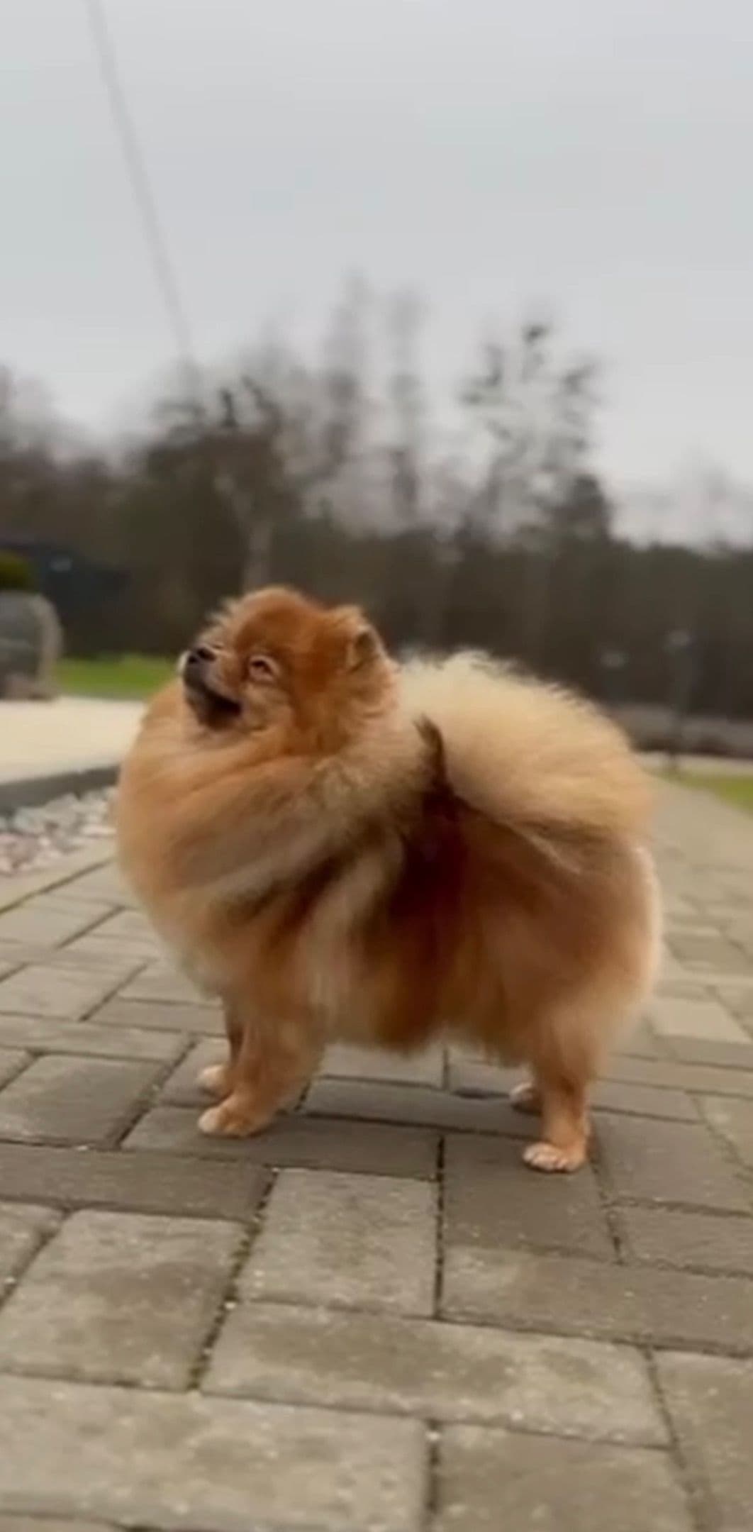 Pomeranian Puppies breeder image 4
