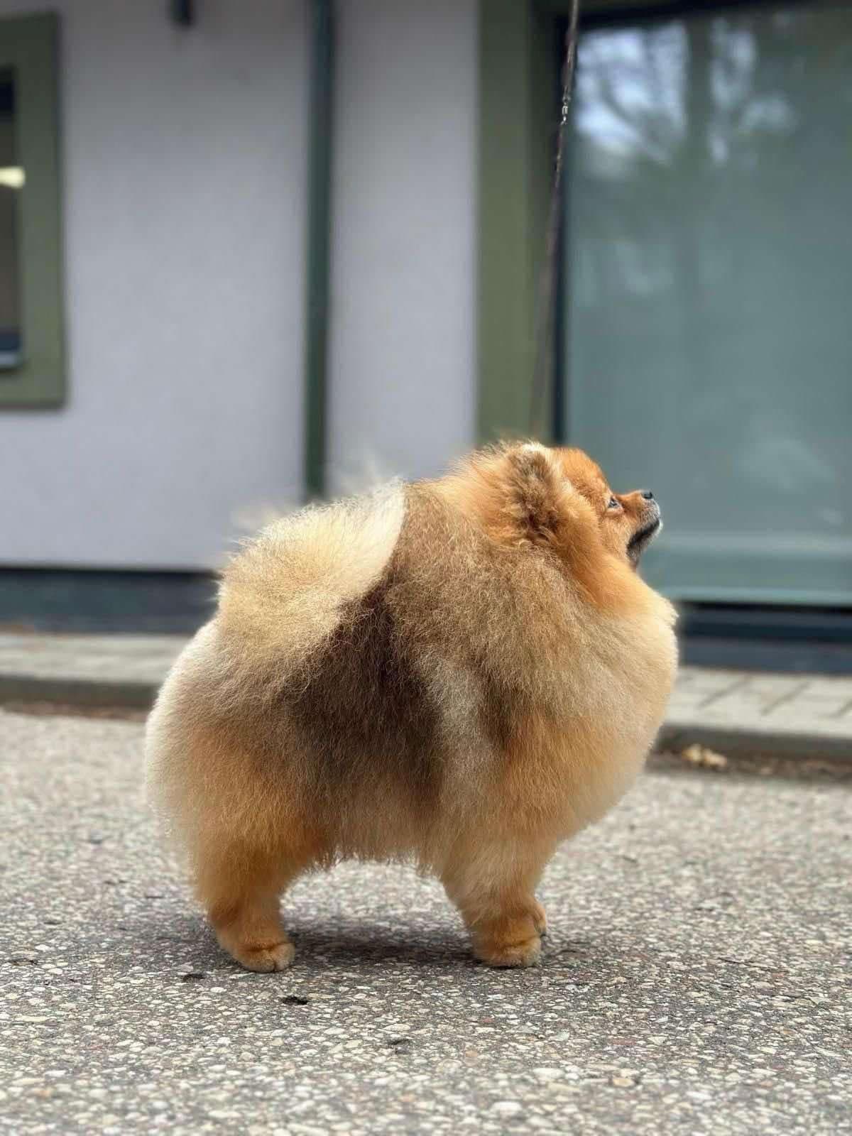 Pomeranian Puppies breeder image 3