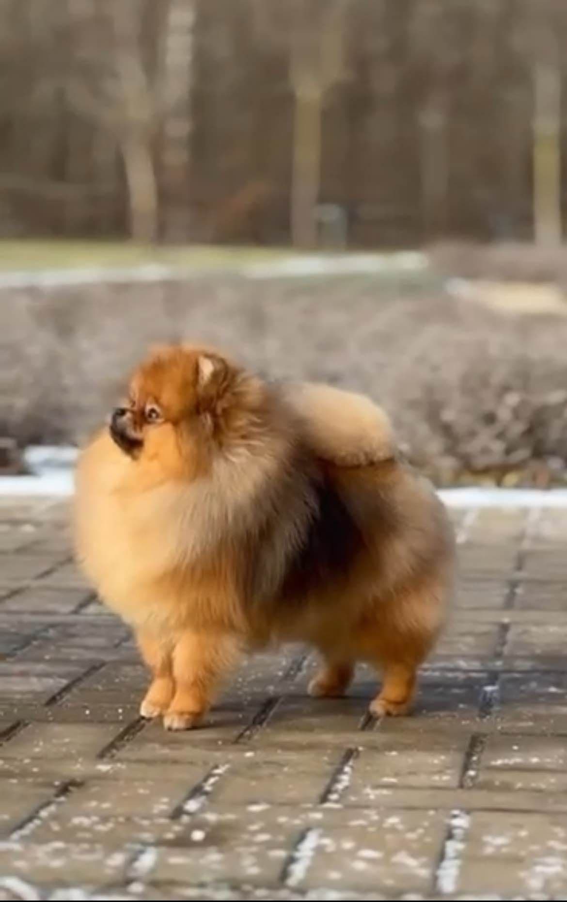 Pomeranian Puppies breeder image 5