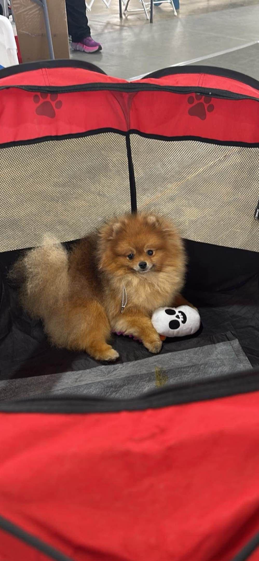 Pomeranian Puppies breeder image 7