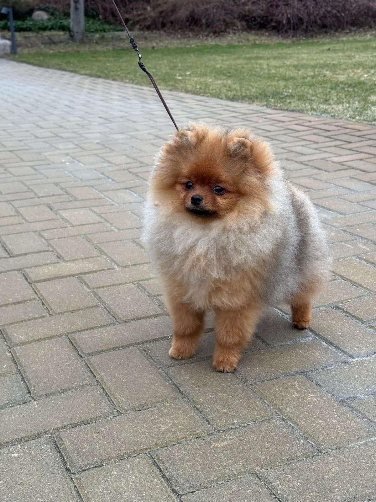 Pomeranian Puppies breeder image 8