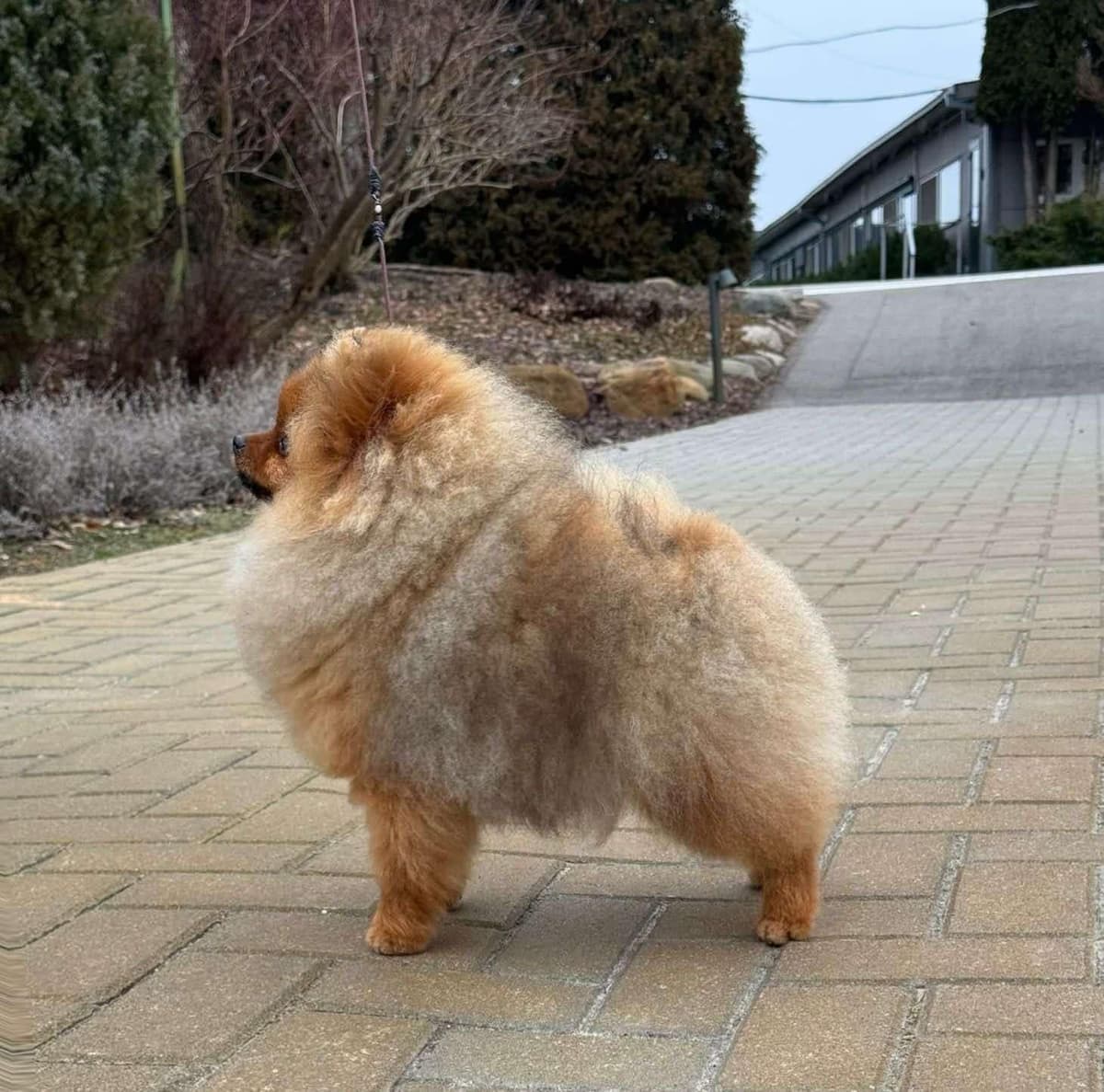 Pomeranian Puppies breeder image 10