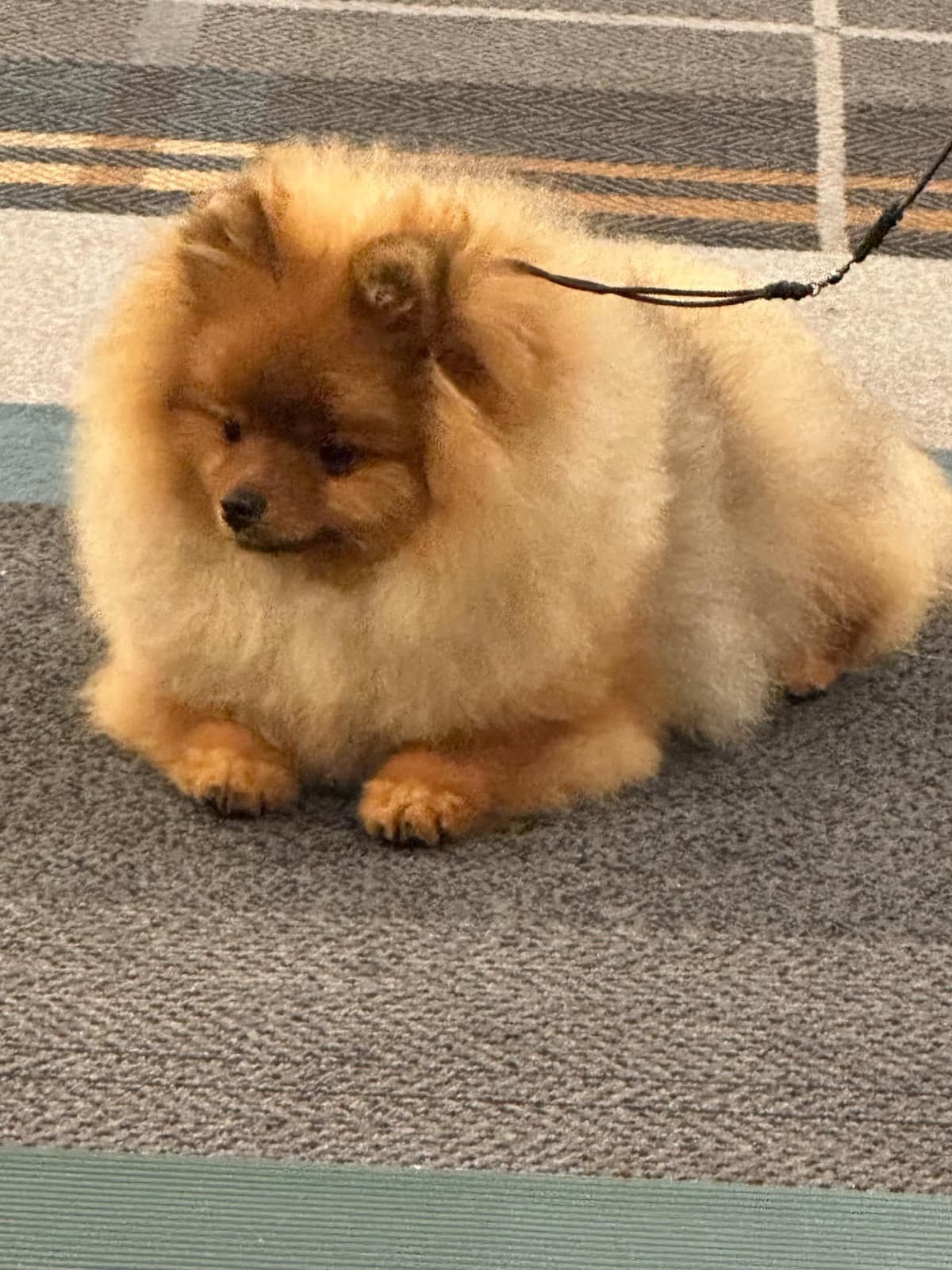 Pomeranian Puppies breeder image 11