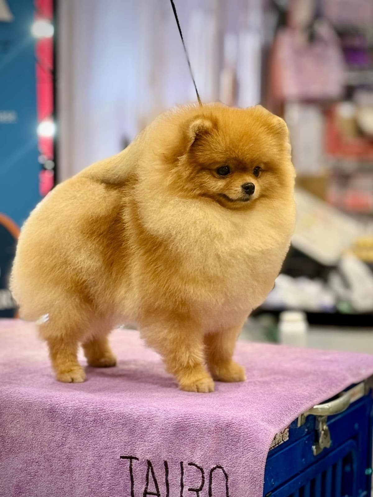 Pomeranian Puppies breeder image 12