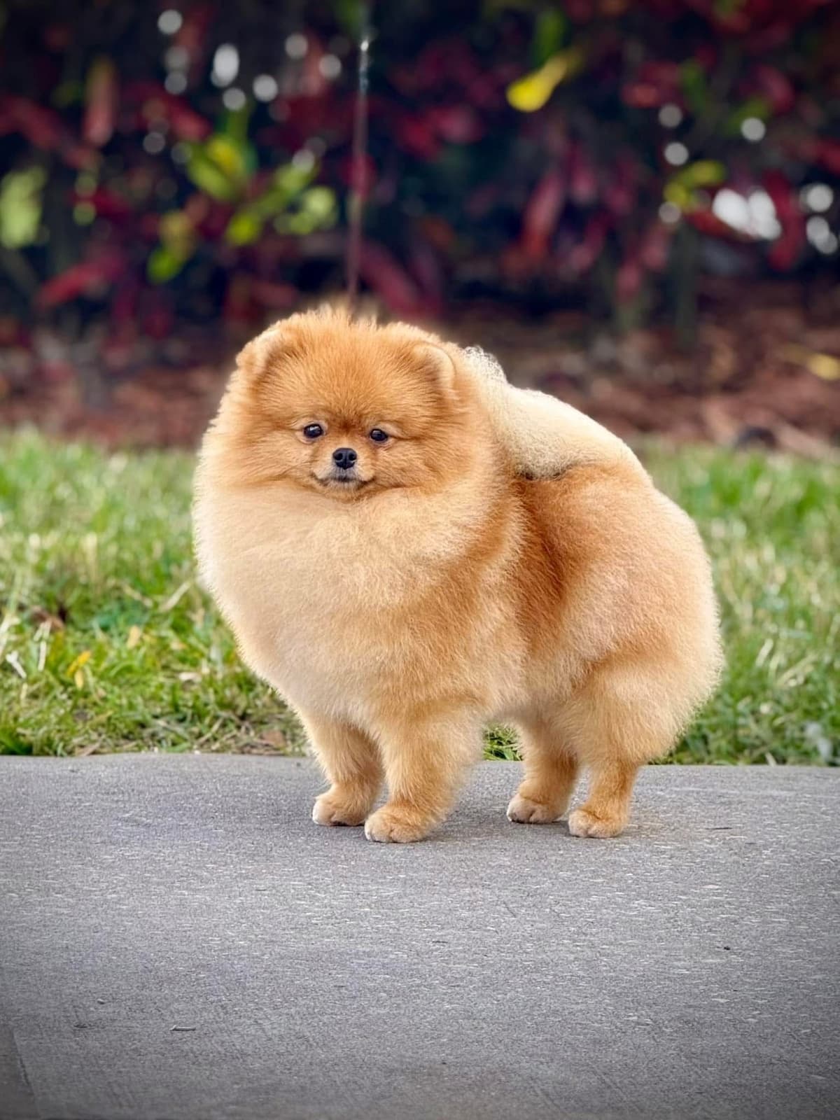 Pomeranian Puppies breeder image 13