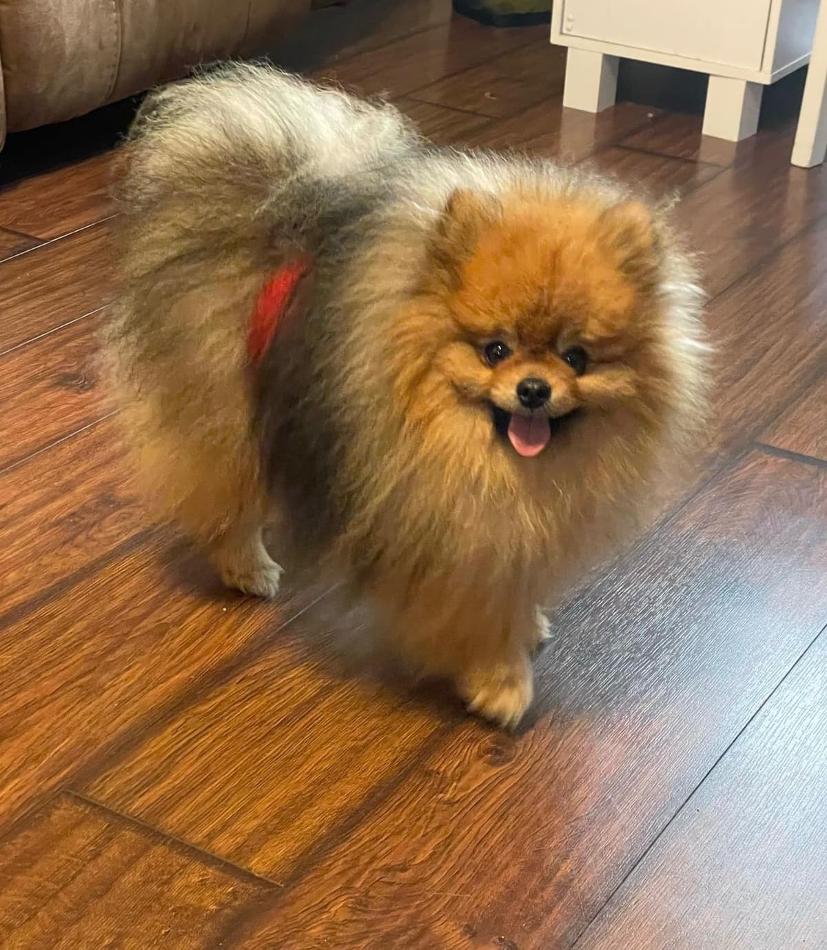 Pomeranian Puppies breeder image 15