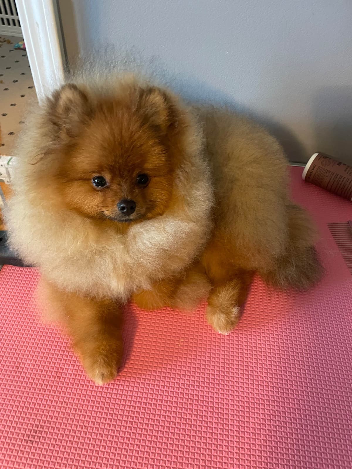 Pomeranian Puppies breeder image 17