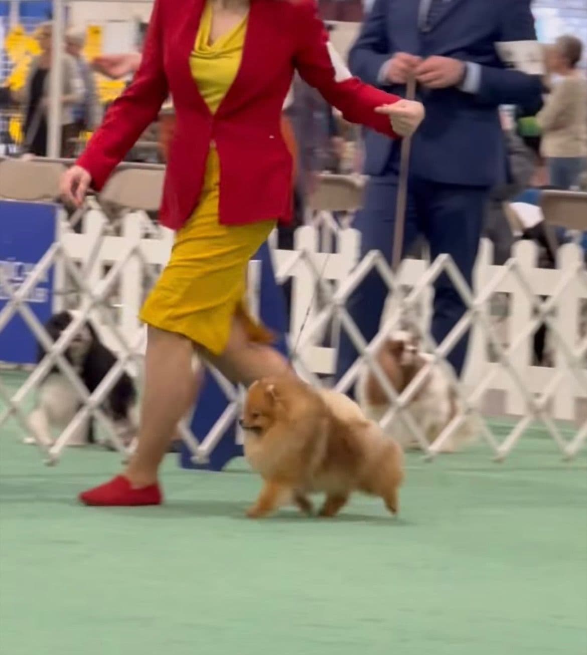 Pomeranian Puppies breeder image 20