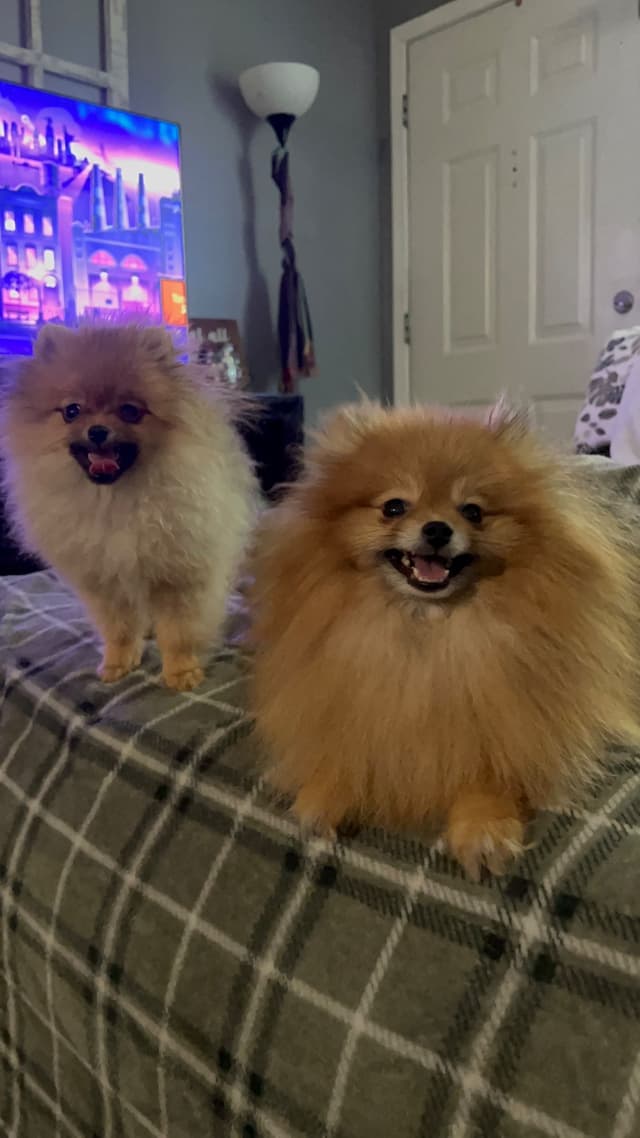 Pomeranian Puppies media 3