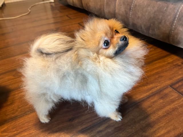 Pomeranian Puppies media 4