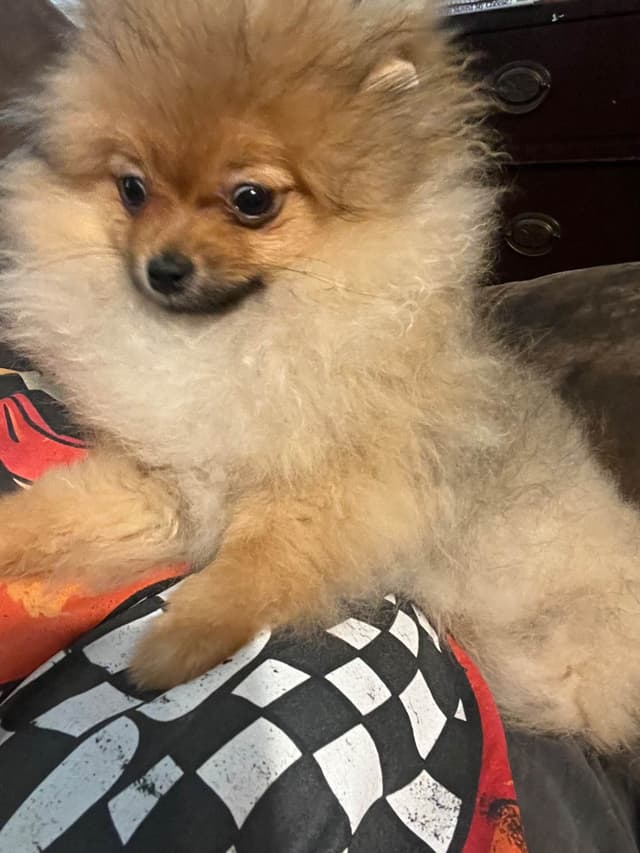 Pomeranian Puppies media 5