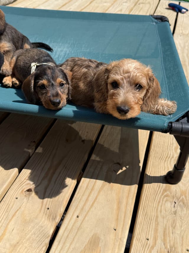 Dachshund Puppies media 2