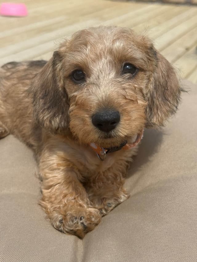 Dachshund Puppies media 4