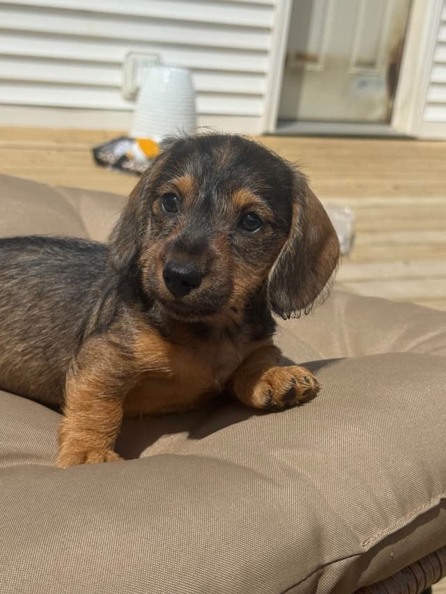 Dachshund Puppies media 5