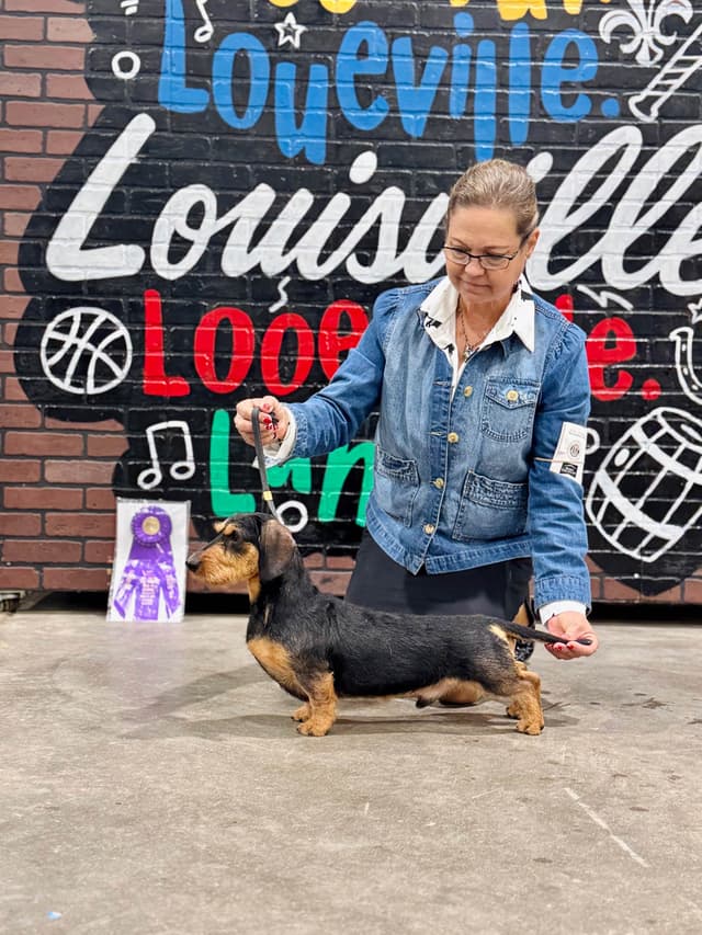 Dachshund Puppies media 8