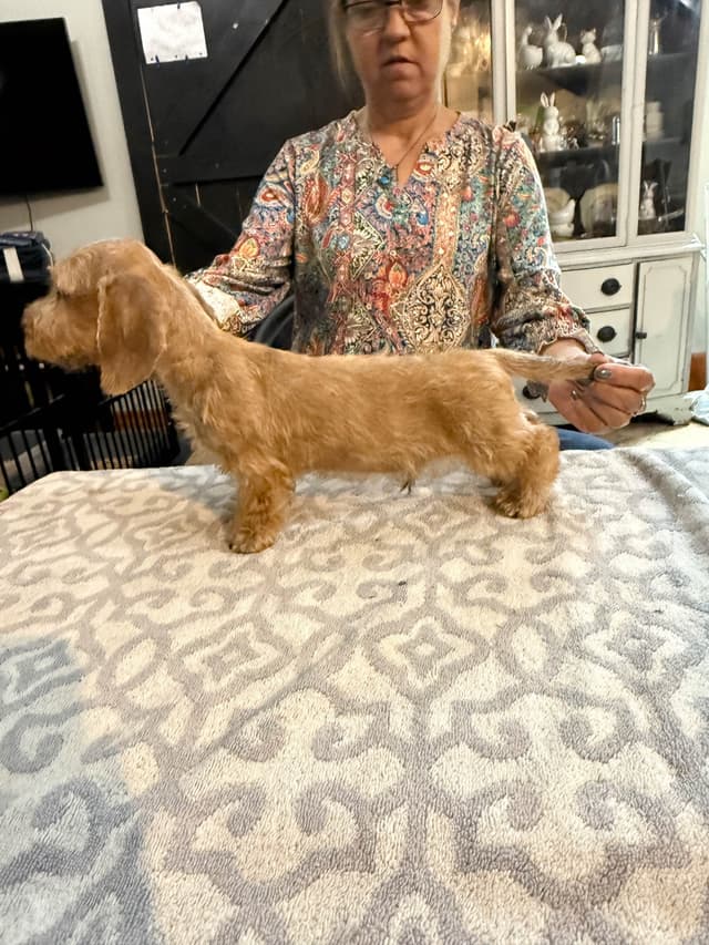 Dachshund Puppies media 9