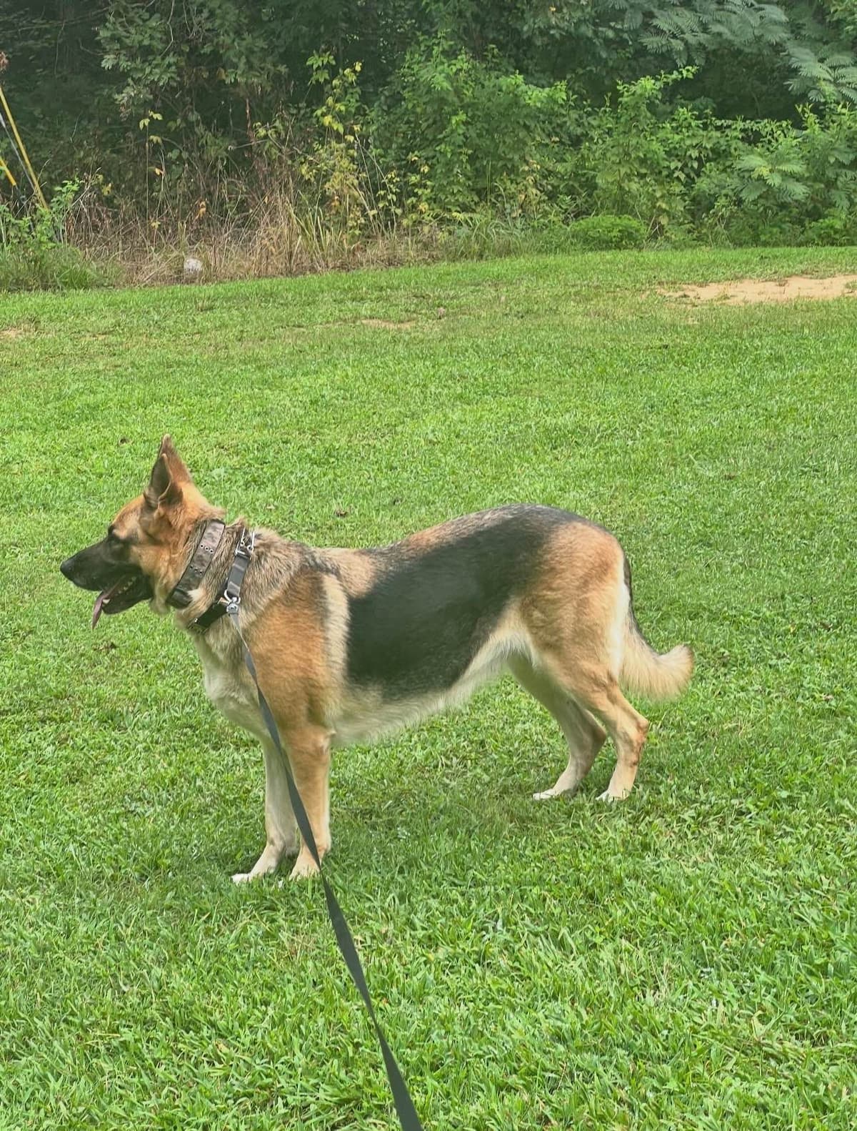 German Shepherd Dog Puppies breeder image 1