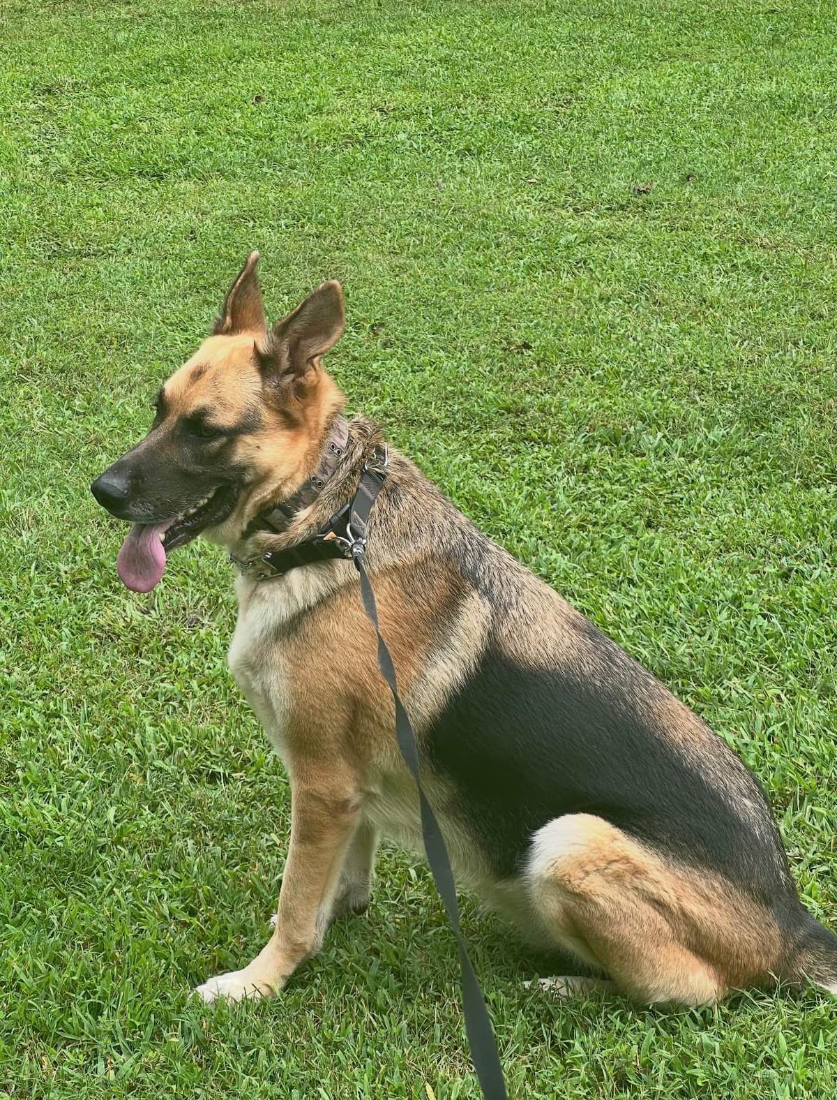 German Shepherd Dog Puppies breeder image 4
