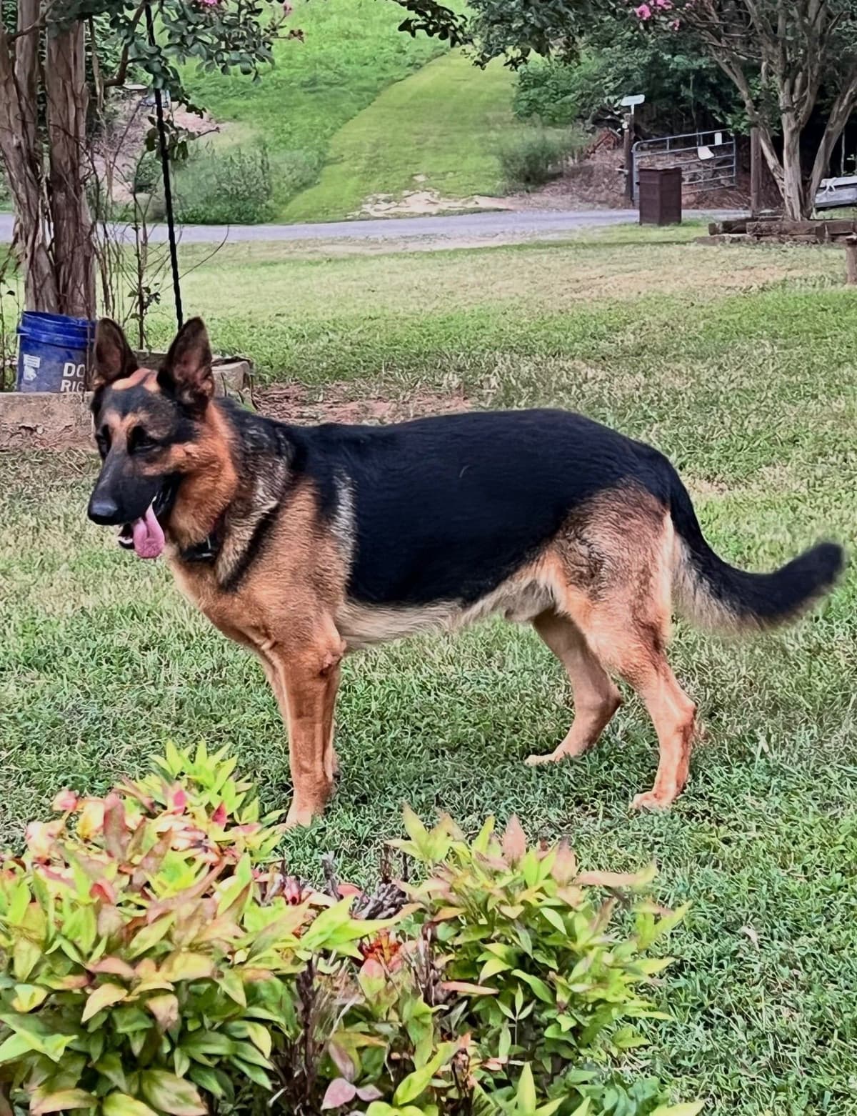 German Shepherd Dog Puppies breeder image 5