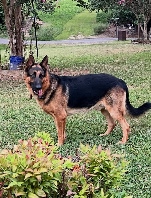 German Shepherd Dog Puppies media 2