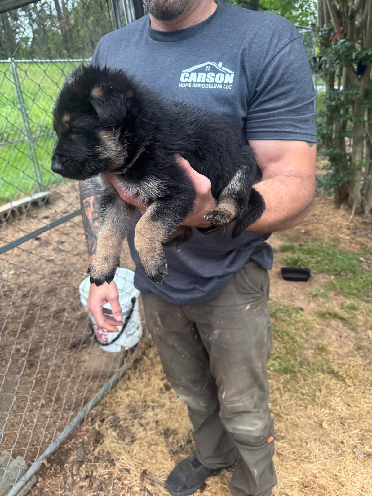 German Shepherd Dog Puppies breeder image 6
