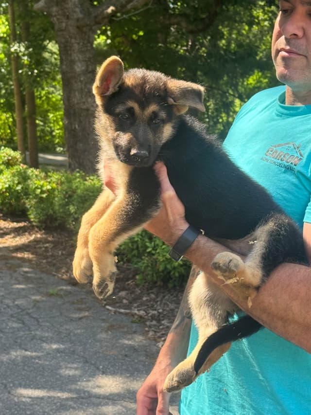 German Shepherd Dog Puppies media 3