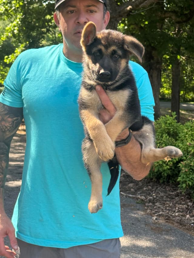 German Shepherd Dog Puppies media 4