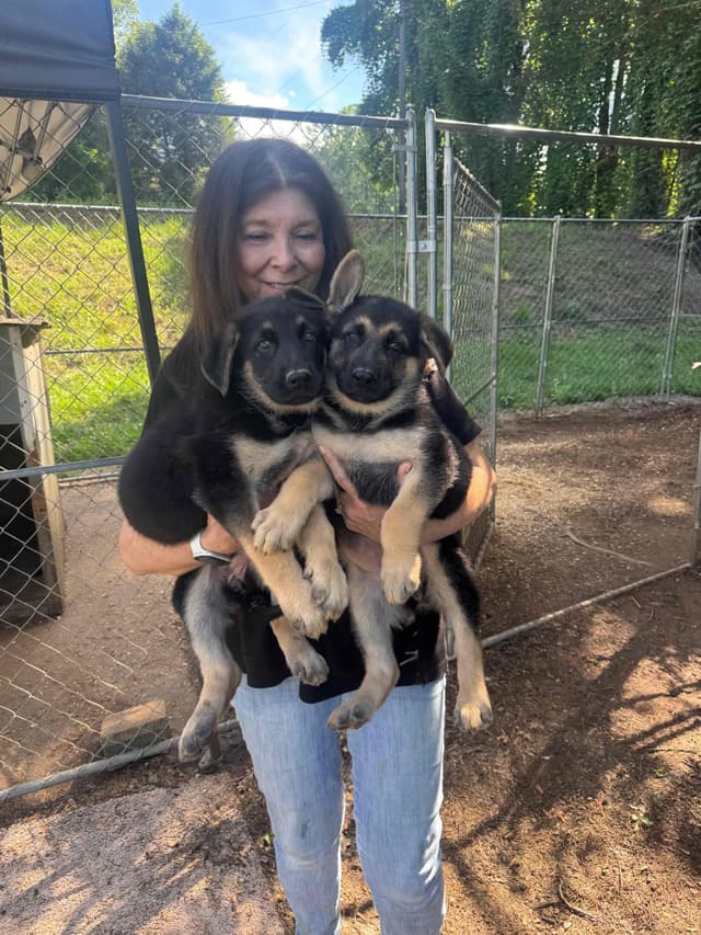 German Shepherd Dog Puppies media 5
