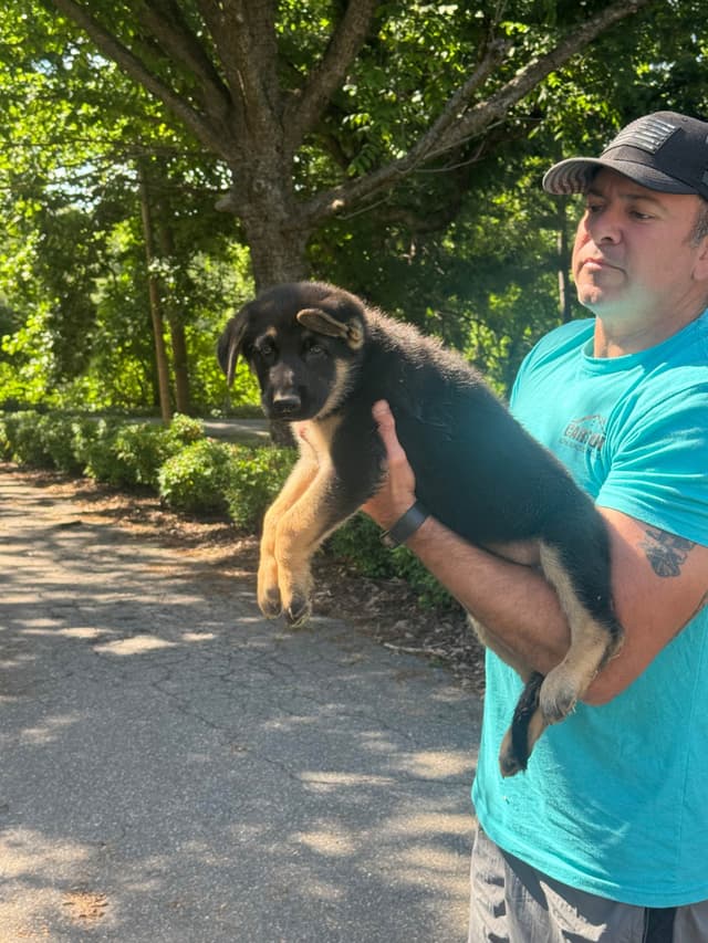 German Shepherd Dog Puppies media 6