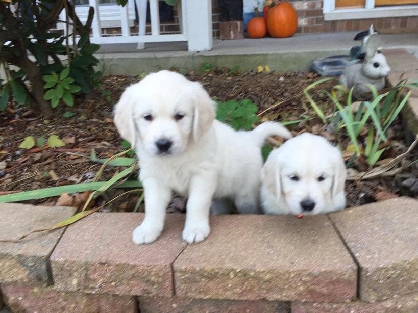 Starlit Golden Retriever Puppies breeder image 13