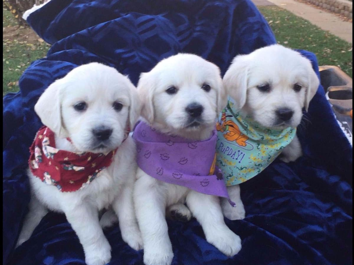 Starlit Golden Retriever Puppies breeder image 3