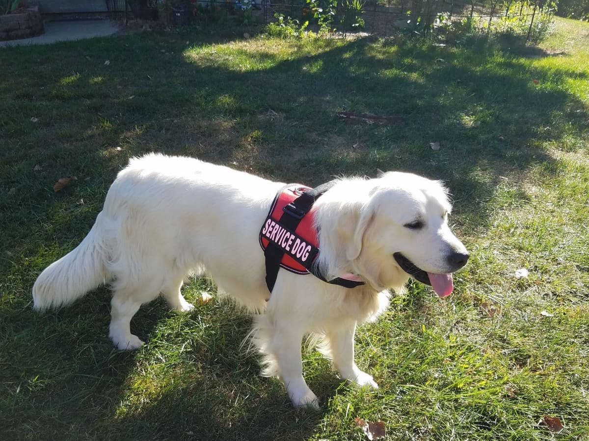 Starlit Golden Retriever Puppies breeder image 9