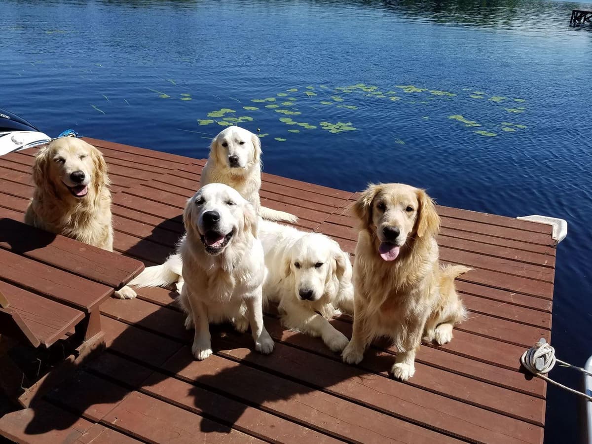 Starlit Golden Retriever Puppies breeder image 8