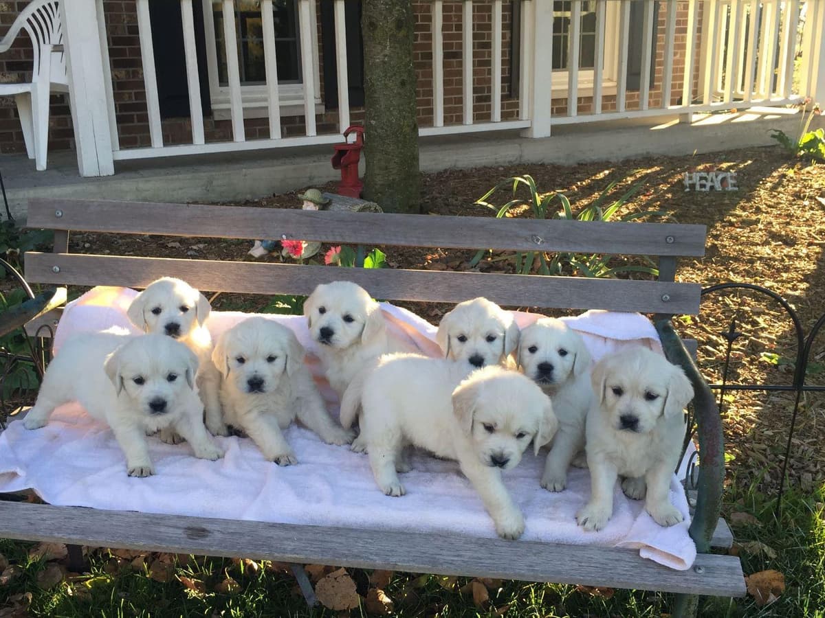 Starlit Golden Retriever Puppies breeder image 4