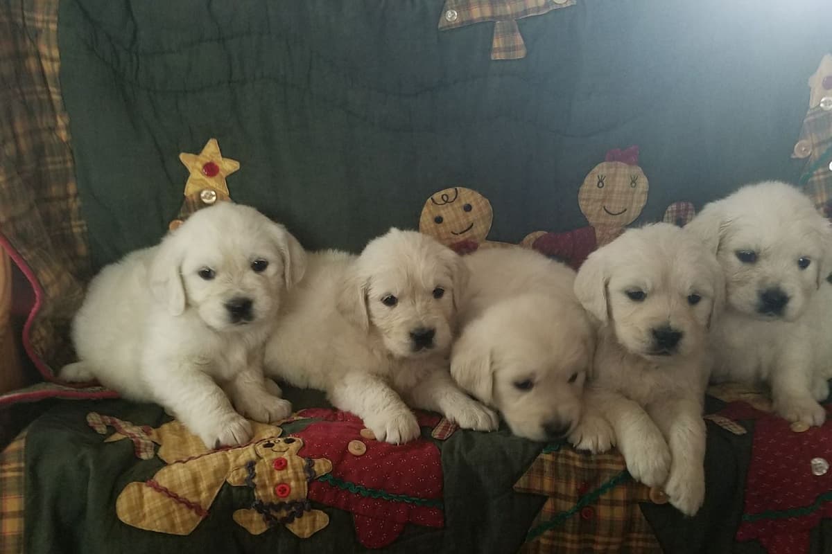 Starlit Golden Retriever Puppies breeder image 2