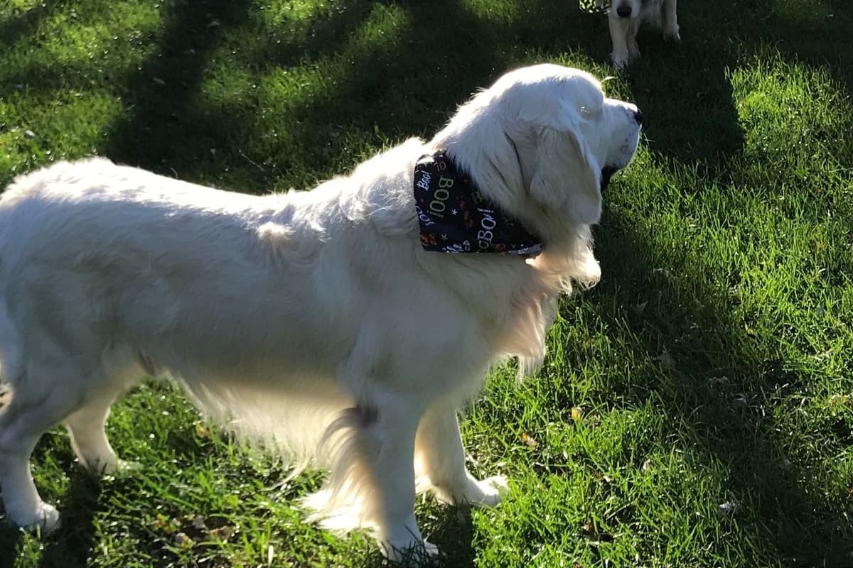 Starlit Golden Retriever Puppies breeder image 17