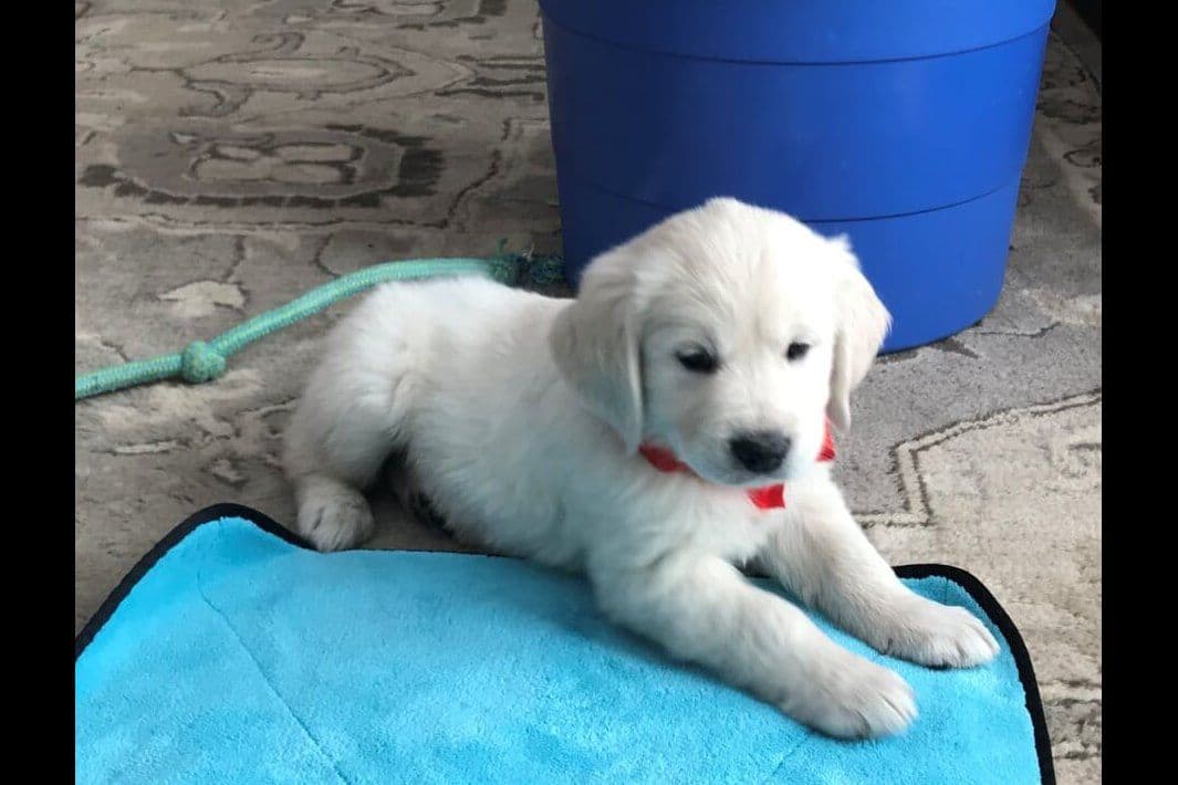Starlit Golden Retriever Puppies breeder image 1