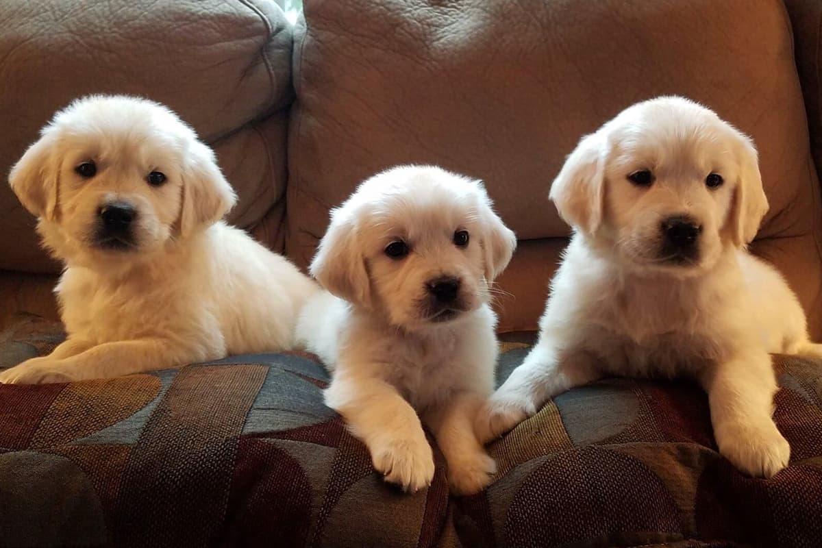 Starlit Golden Retriever Puppies breeder image 18