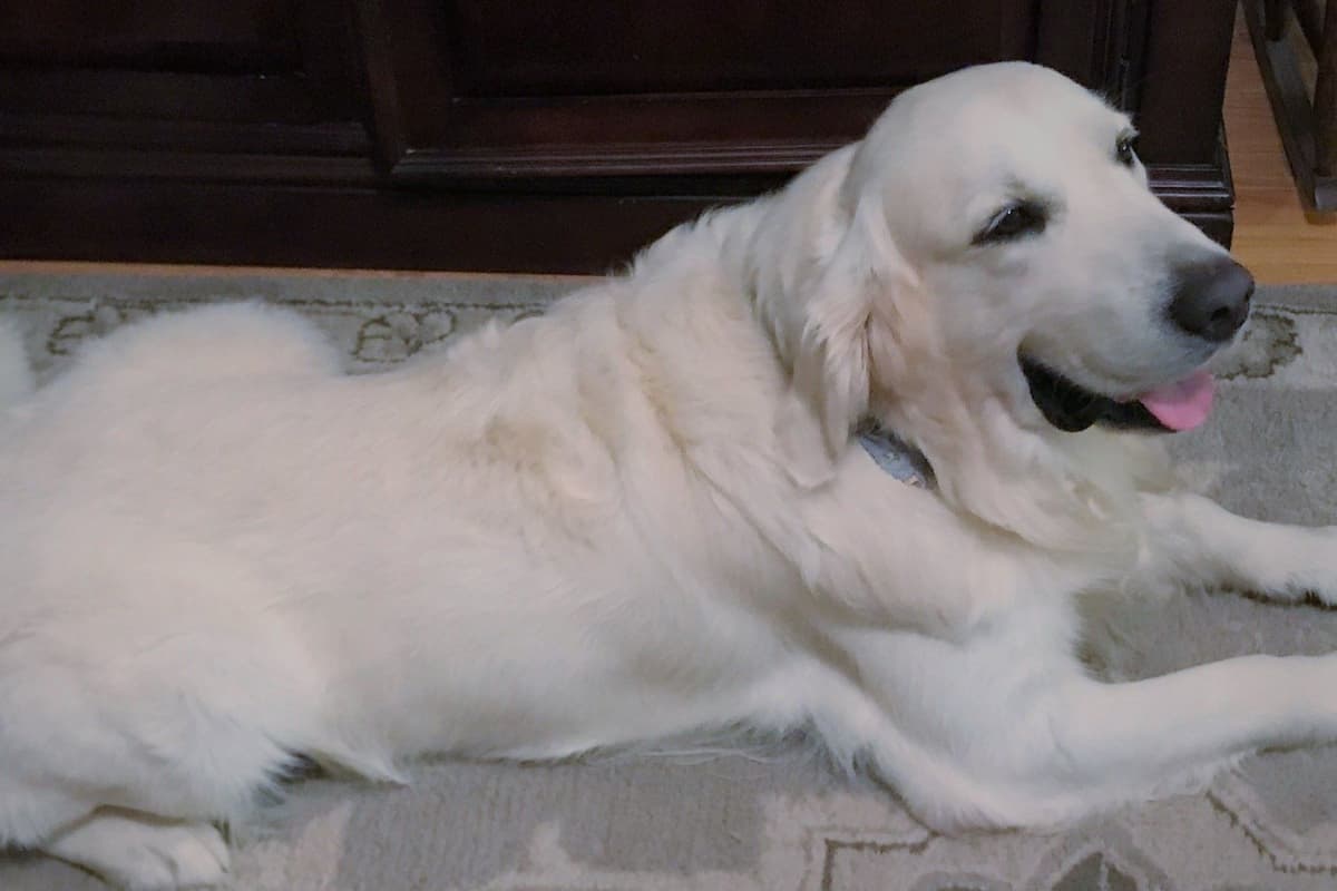 Starlit Golden Retriever Puppies breeder image 19