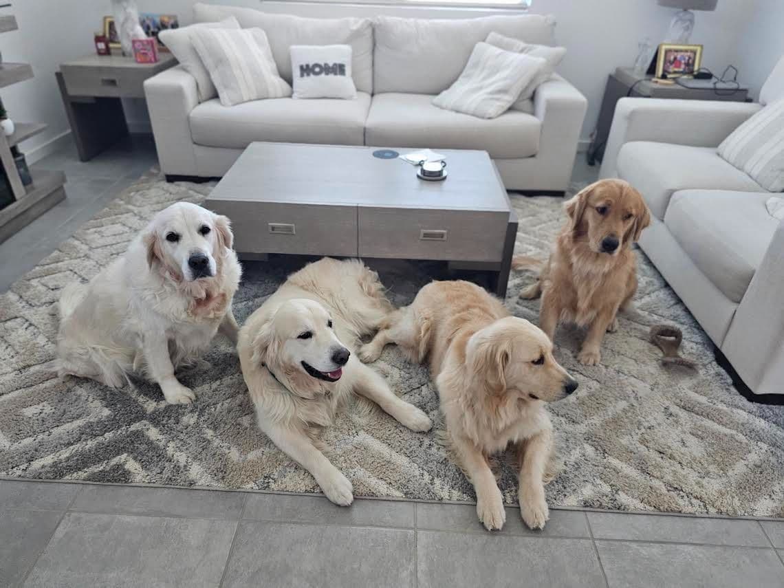 Starlit Golden Retriever Puppies breeder image 21