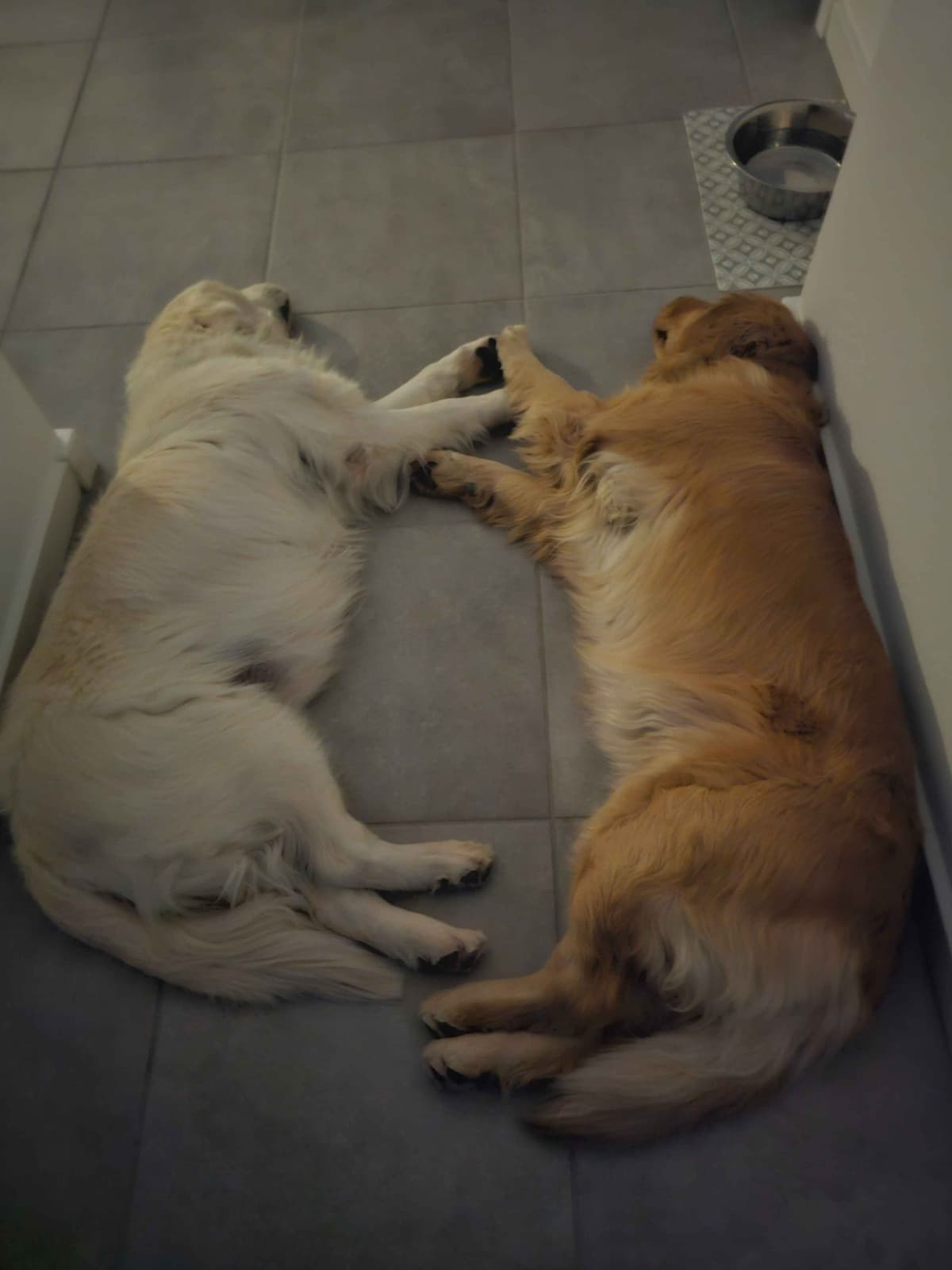 Starlit Golden Retriever Puppies breeder image 22