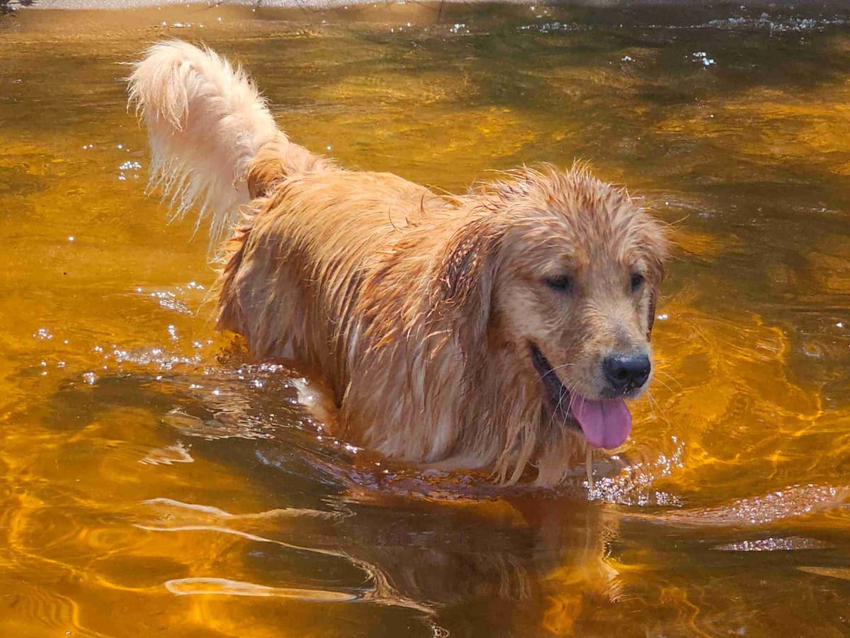 Starlit Golden Retriever Puppies breeder image 24