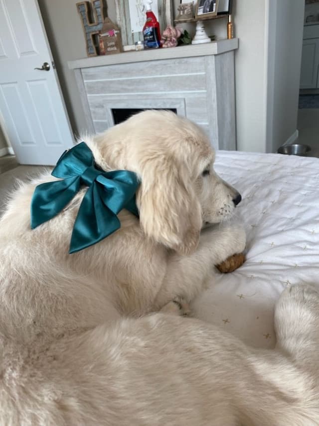 Starlit Golden Retriever Puppies media 8