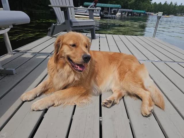 Starlit Golden Retriever Puppies media 3