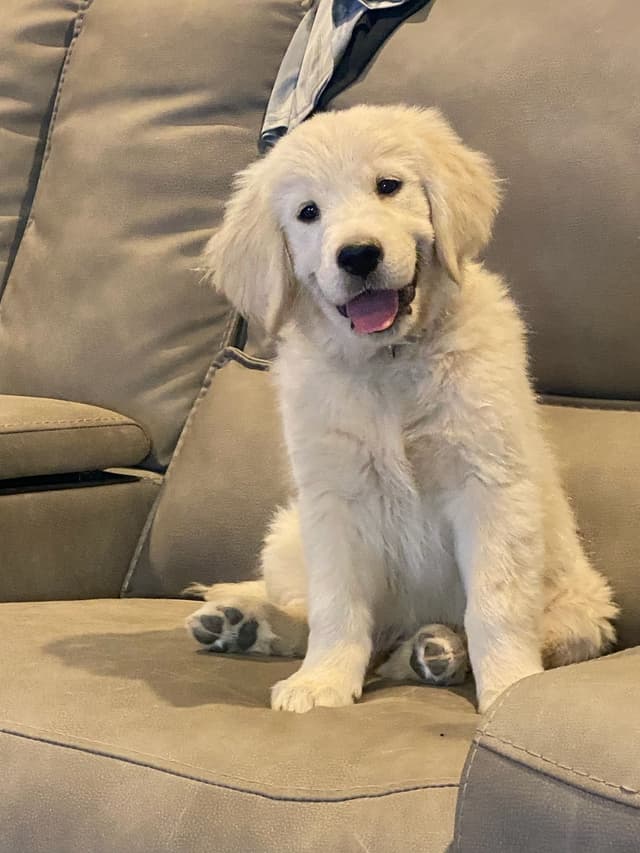 Starlit Golden Retriever Puppies media 4