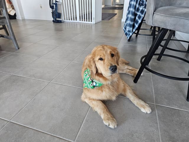 Starlit Golden Retriever Puppies media 10