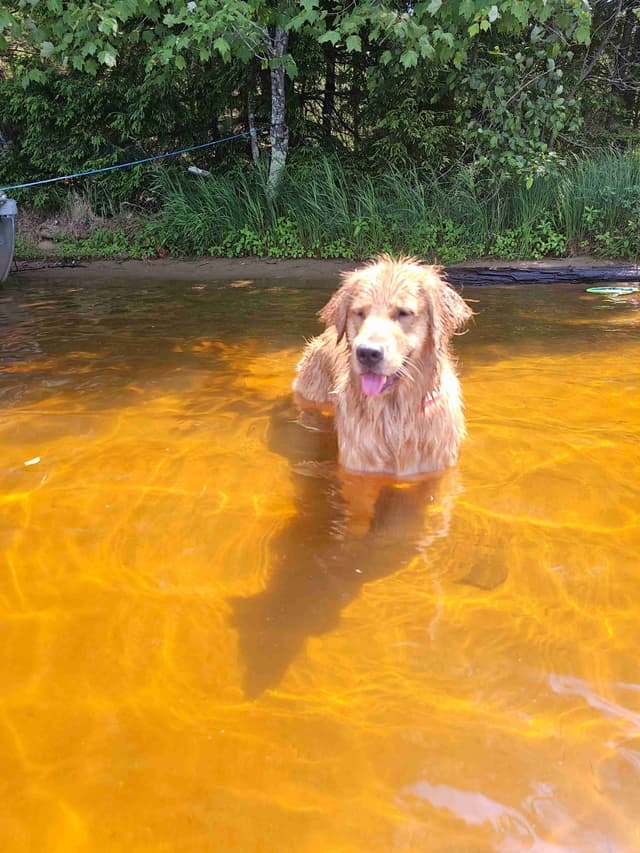 Starlit Golden Retriever Puppies media 7