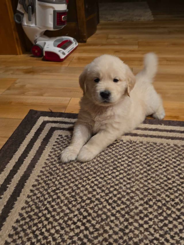 Starlit Golden Retriever Puppies media 5